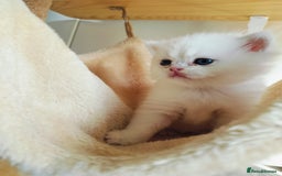 British Shorthair cats for sale: British shorthair kittens  - Image 8