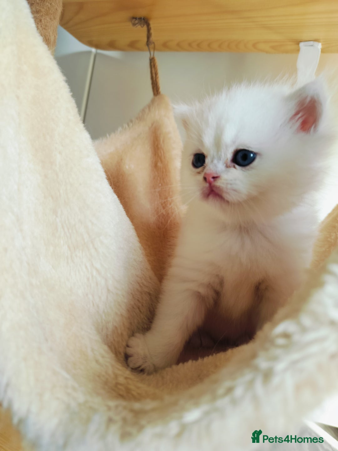 British Shorthair cats for sale: British shorthair kittens  - Image 8