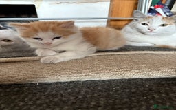 Mixed Breed cats for sale: 5 mixed breed cute kittens  - Image 4