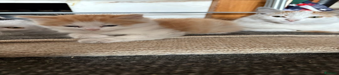 Mixed Breed Kitten 2