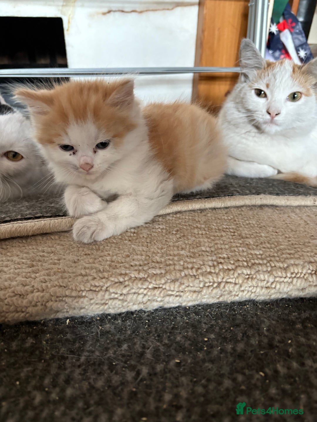 Mixed Breed cats for sale: 5 mixed breed cute kittens  - Image 4