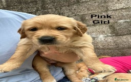 Golden Retriever dogs for sale: Golden retriever puppies  - Image 4