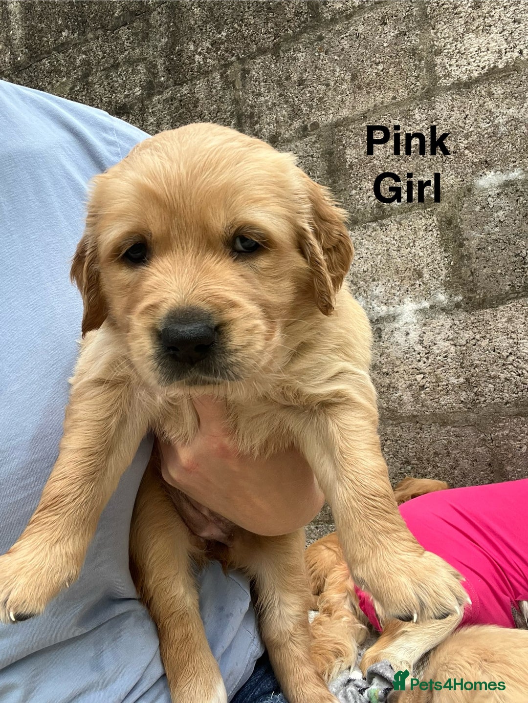 Golden Retriever dogs for sale: Golden retriever puppies  - Image 4