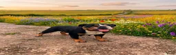 English Bulldog dogs for sale: English bulldog litter  in Atherstone - Advert 2