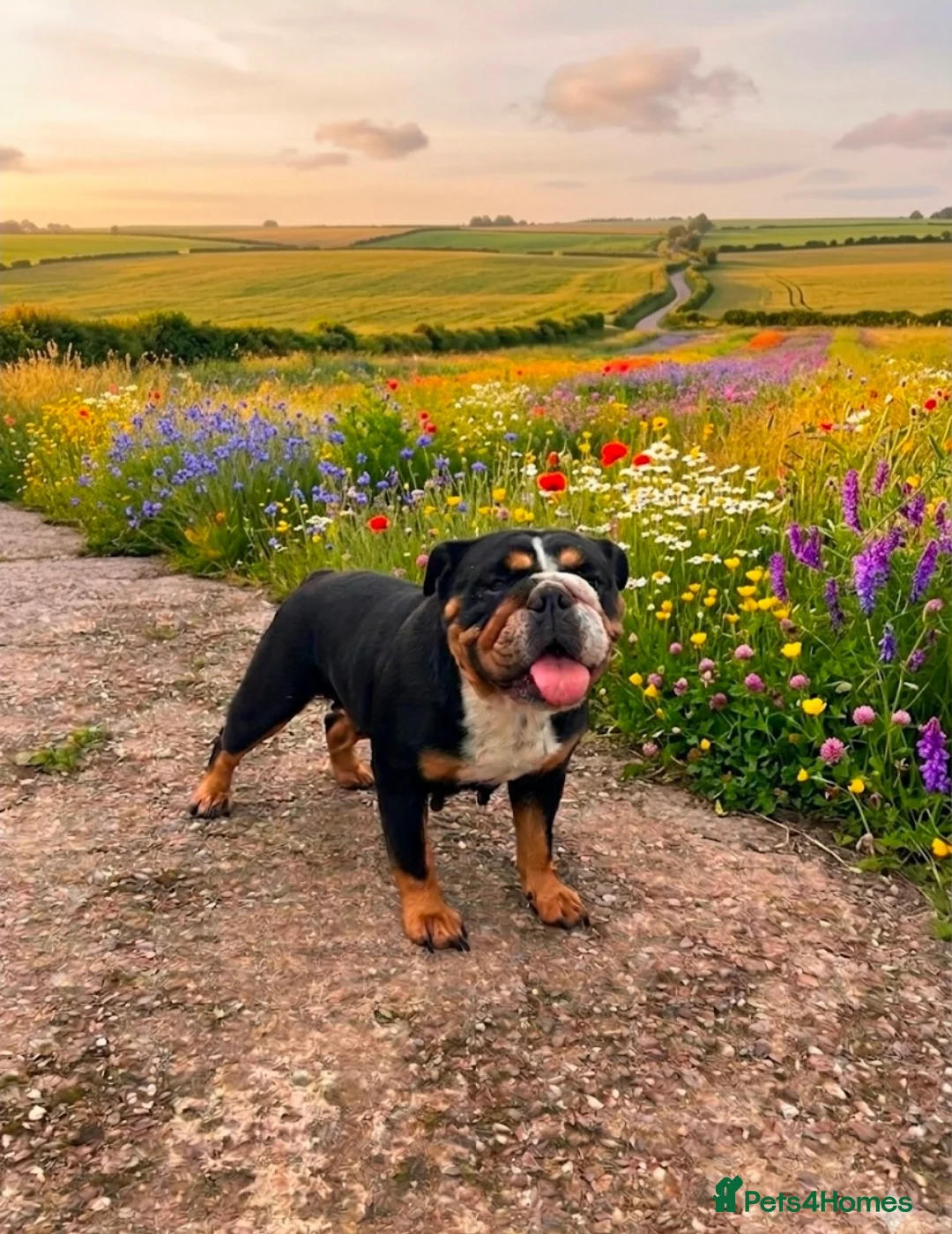 English Bulldog dogs for sale: English bulldog litter  in Atherstone - Advert 2