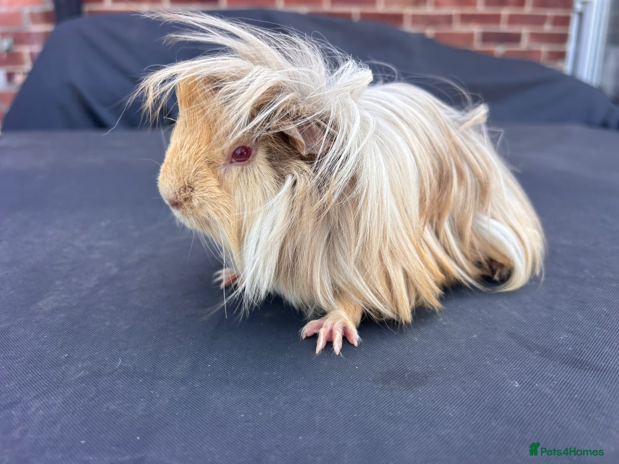 Guinea Pig rodents Beautiful friendly boys looking for forever home - Advert 2
