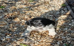 English Springer Spaniel dogs for sale: Well-marked ESS puppies ready for new homes soon - Image 3