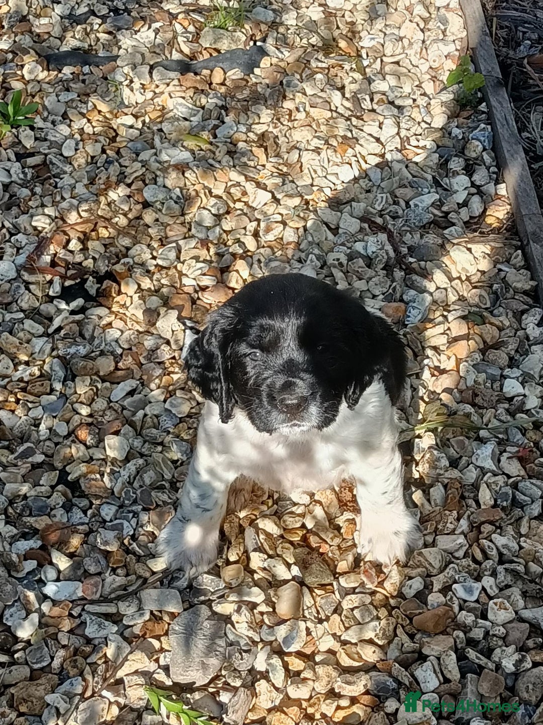 English Springer Spaniel dogs for sale: Well-marked ESS puppies ready for new homes soon - Image 3