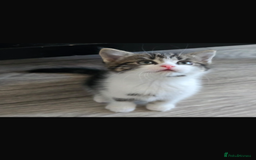 Bengal cats for sale: KITTENS READY TO GO!!!💓🐈🏡 - Image 8