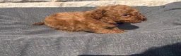 Toy Poodle dogs for sale: Beautiful red toy poodles  - Advert 11