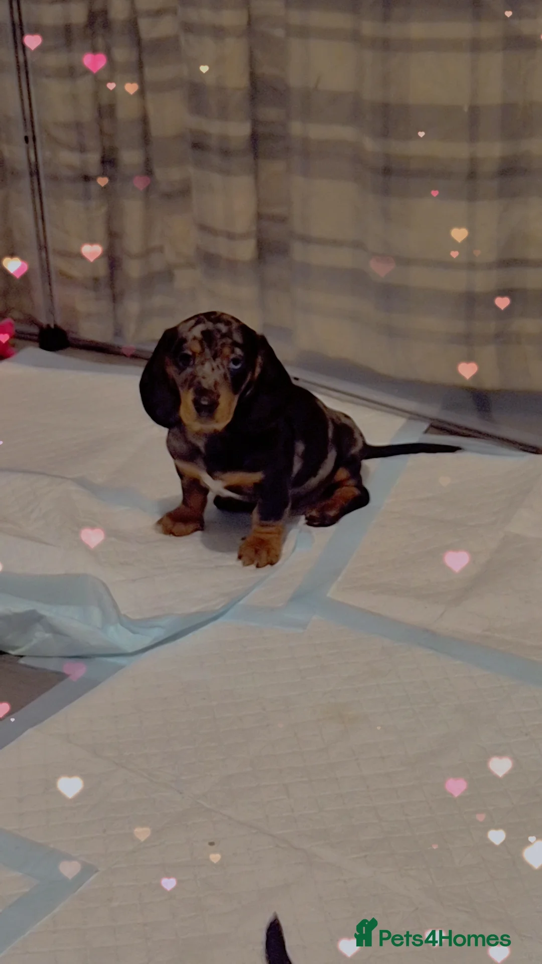 Dachshund dogs for sale: Puppies  - Advert 2