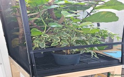 Chameleon reptiles for sale: Rare Nosy Boraha, Male, Panther Chameleon - Image 10