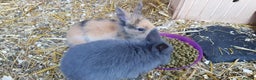 Mixed Breed rabbits for sale: Lionhead crossed with northandwaf  - Advert 5