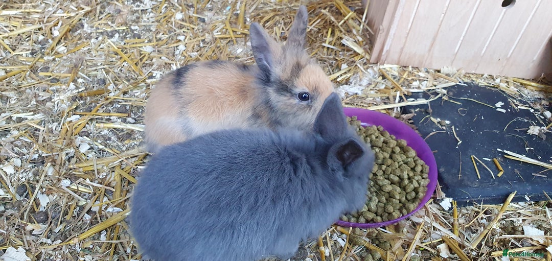 Mixed Breed rabbits for sale: Lionhead crossed with northandwaf  - Advert 5