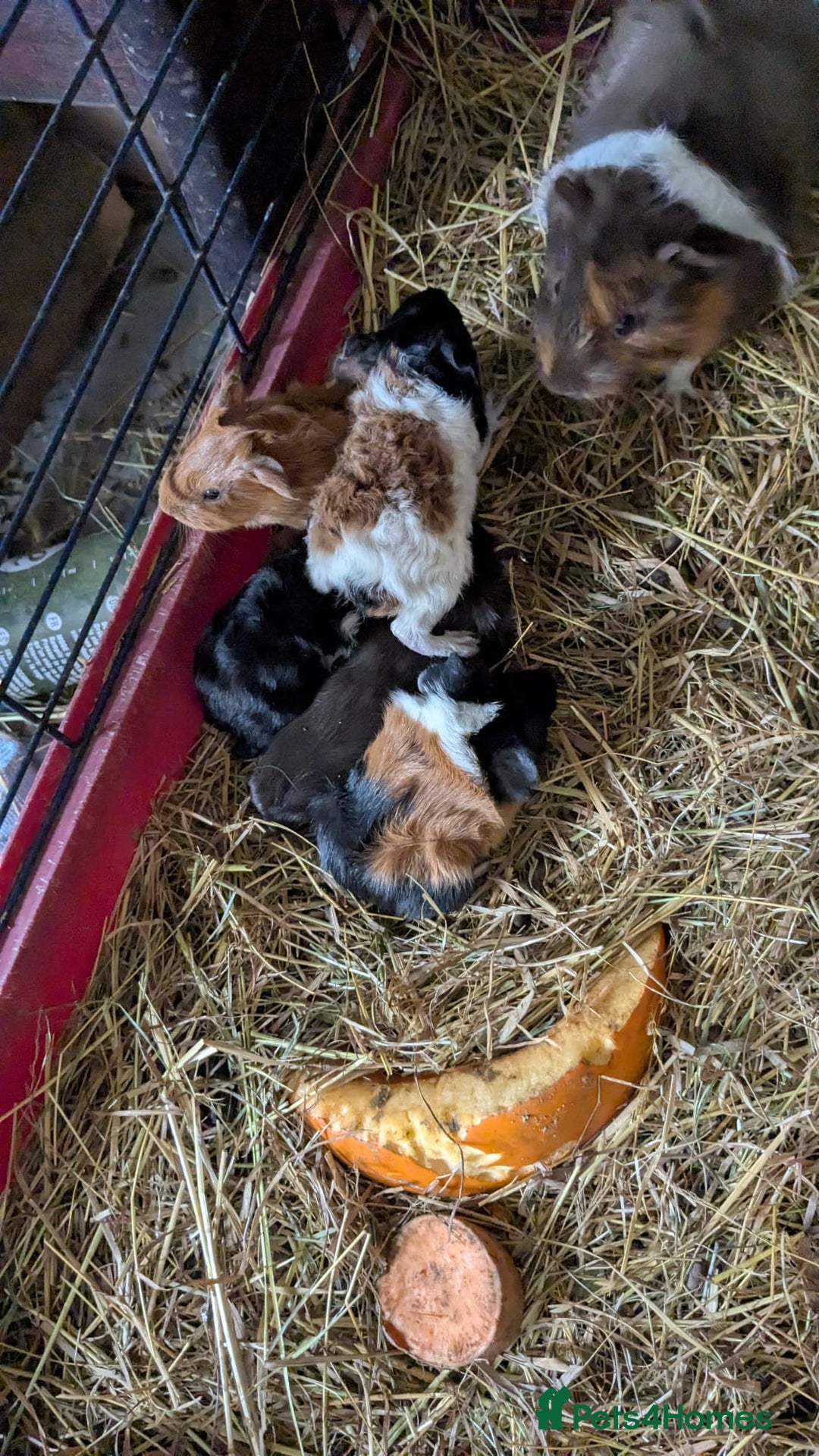 Guinea Pig rodents for sale: 7 beautiful mixed sex unsexed gineapigs  - Image 3