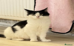Mixed Breed cats for sale: FREE KITTENS AND CAT!! In need of rehoming FREE - Image 3