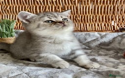 British Shorthair cats for sale: (READY NOW)EXCEPTIONAL PURE BREED BSH - Image 6