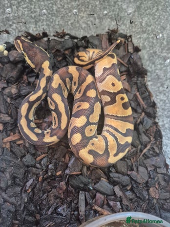 Python Snake reptiles - Advert 2