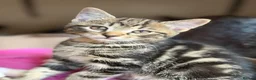Mixed Breed cats for sale: Gorgeous home reared kittens  - Advert 12