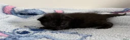 Mixed Breed cats for sale: 7 Long Haired Black Kittens - Advert 2