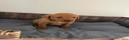 Labrador Retriever dogs for sale: PLAYFUL DEEP FOX RED LITTER, FULLY HEALTH TESTED - Advert 2
