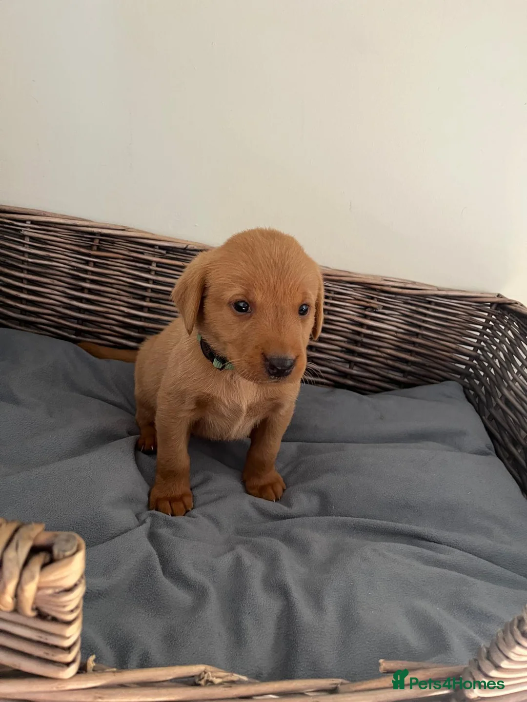 Labrador Retriever dogs for sale: PLAYFUL DEEP FOX RED LITTER, FULLY HEALTH TESTED - Advert 2