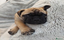 Bullmastiff dogs for sale: K.c registered Bullmastiff puppies  - Image 23