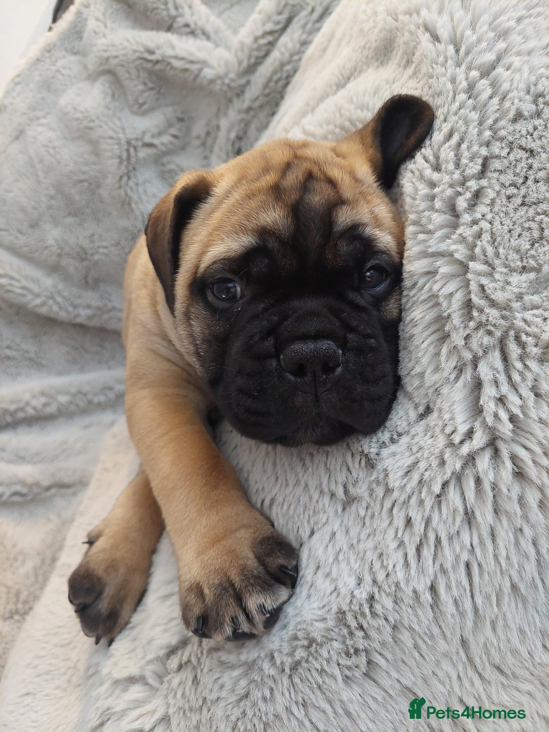 Bullmastiff dogs for sale: K.c registered Bullmastiff puppies  - Image 23