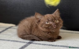 Brazilian Shorthair cats for sale: GCCF Reg British Shorthair Kittens (Males) - Image 5