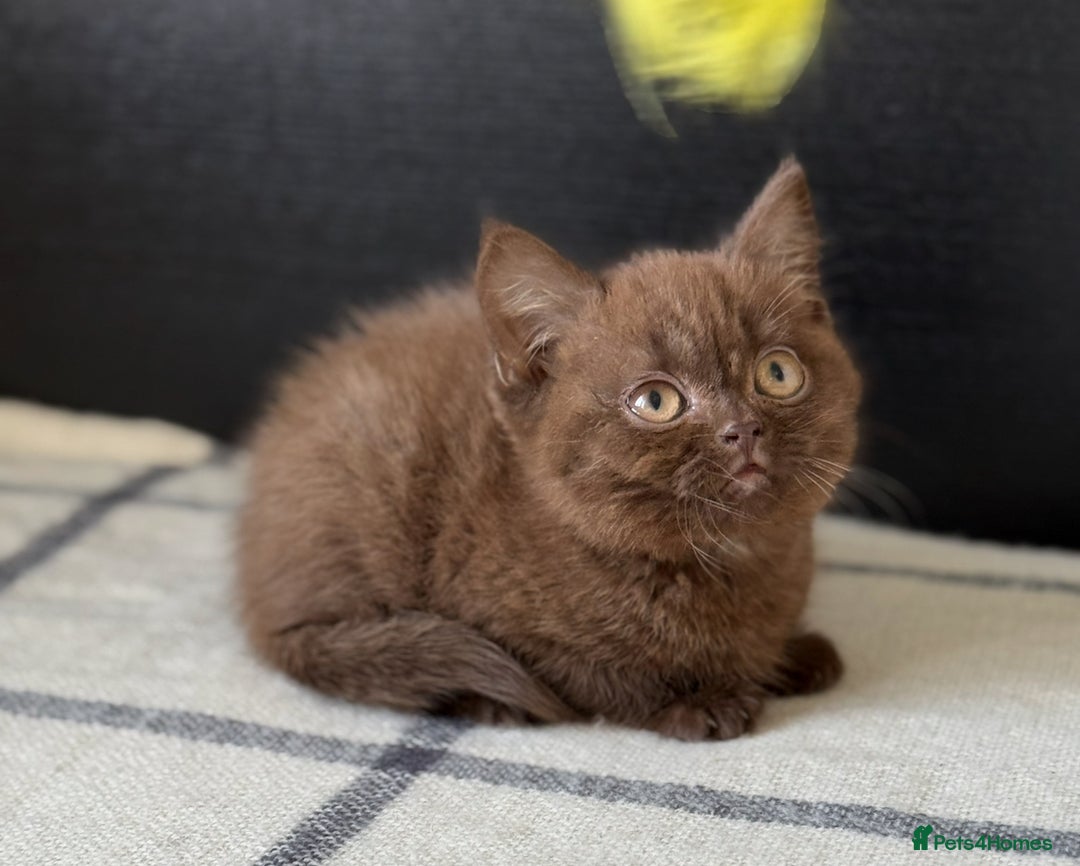 Brazilian Shorthair cats for sale: GCCF Reg British Shorthair Kittens (Males) - Image 5