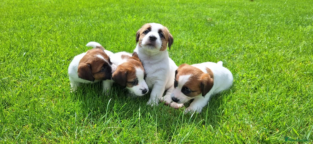 Jack Russell dogs for sale: Crazy Jacks in Bridgwater - Advert 6