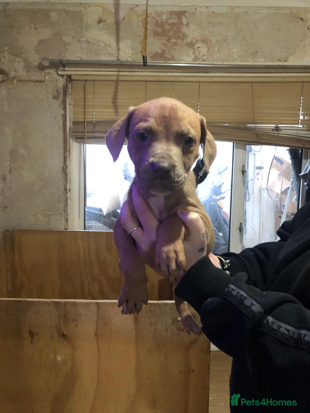 Mixed Breed dogs for sale: Bull mastiff x staffy - Advert 4