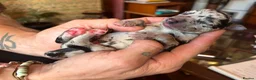 Lurcher dogs for sale: Indie & Murphy’s Love Story – The Next Chapter 🐾 - Advert 38