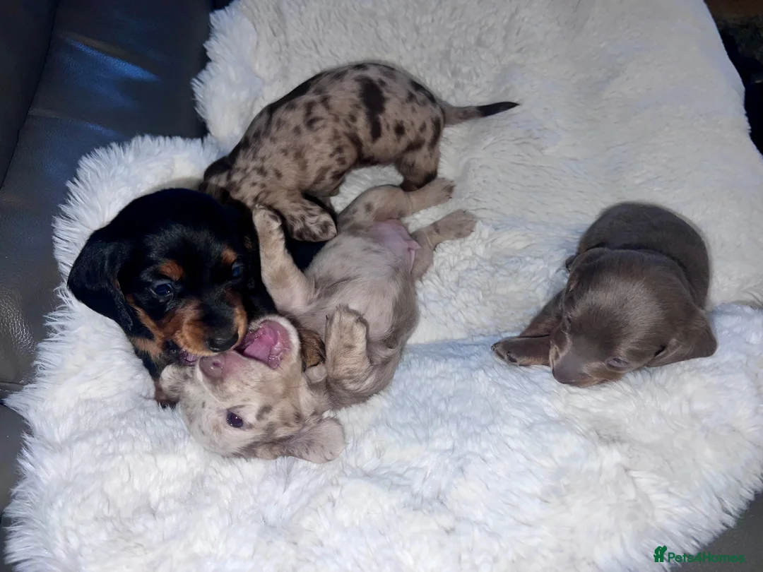 Miniature Dachshund dogs for sale: Miniature Dashound’s puppy’s  - Advert 22