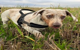 Miniature Dachshund dogs for sale: Miniature Dachshund for sale - Image 10