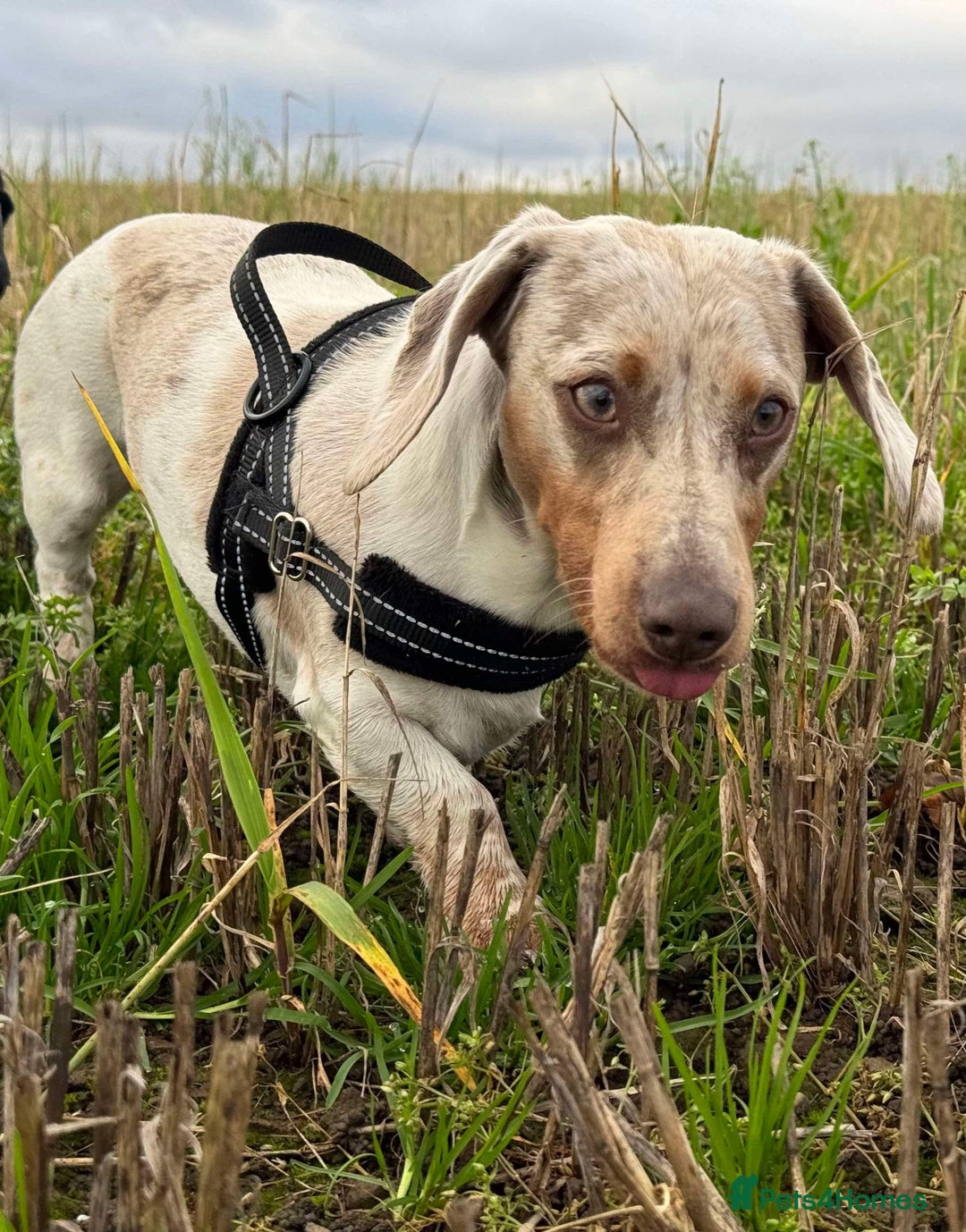 Miniature Dachshund dogs for sale: Miniature Dachshund for sale - Image 10