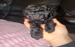 Toy Poodle dogs for sale: KC REG Purebred Stunning Toy Poodle Pups❤️  - Image 28