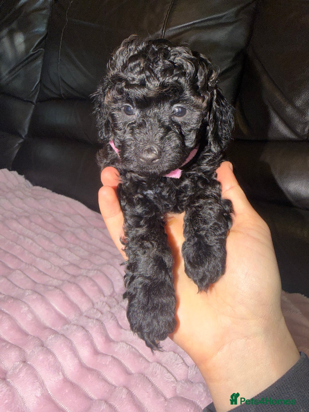 Toy Poodle dogs for sale: KC REG Purebred Stunning Toy Poodle Pups❤️  - Image 28