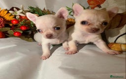 Chihuahua dogs for sale: Tiny chihuahua puppies  - Image 19