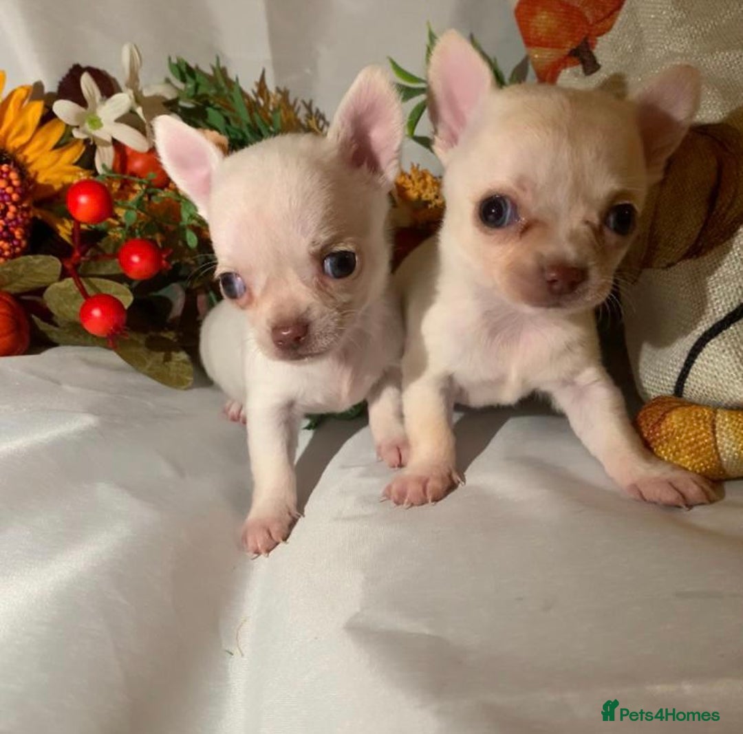 Chihuahua dogs for sale: Tiny chihuahua puppies  - Image 19
