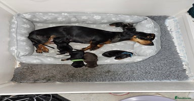 Miniature Dachshund dogs - Advert 3