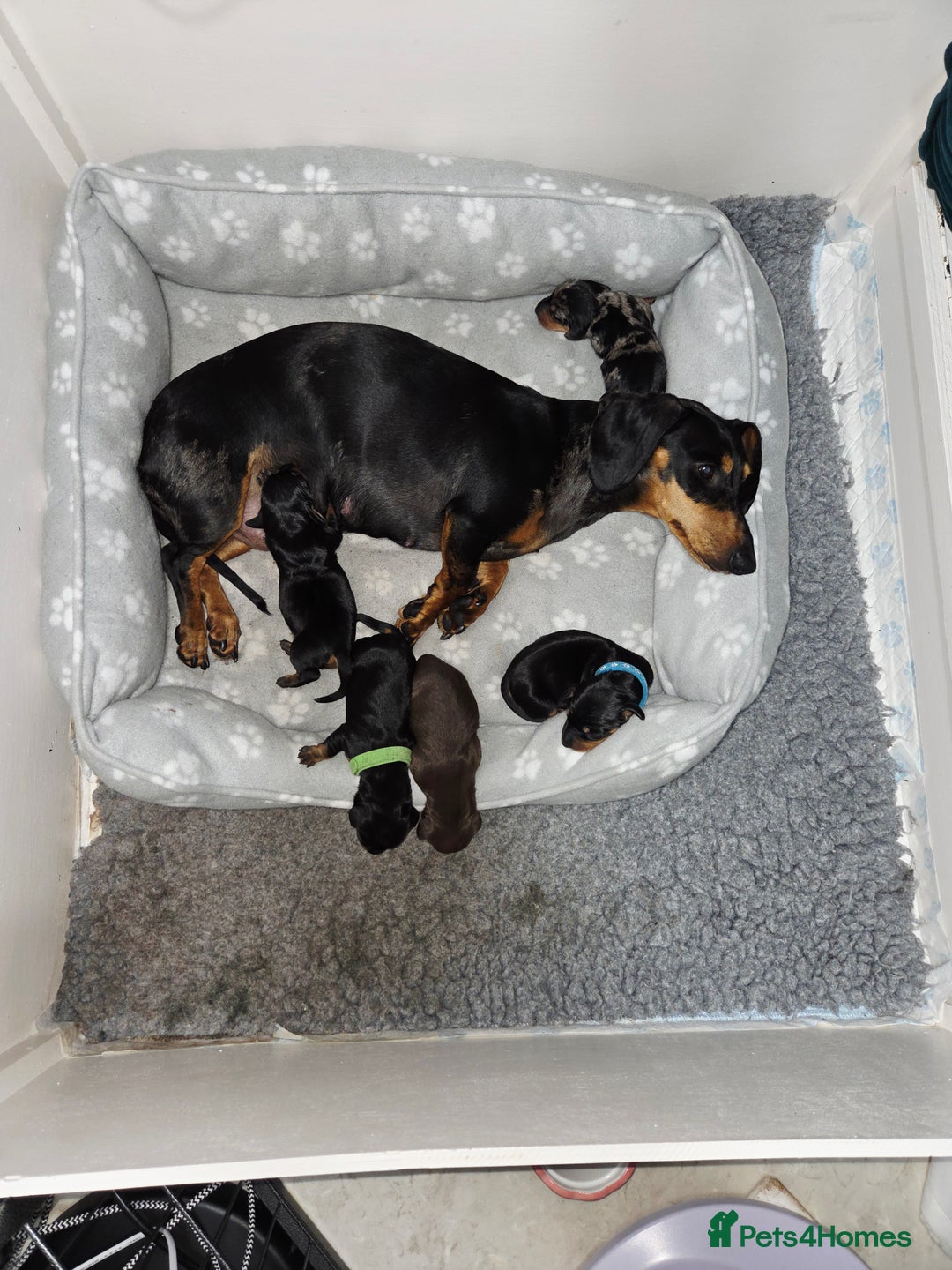 Miniature Dachshund dogs for sale: Adorable Miniature Dachshund Puppies - Image 3