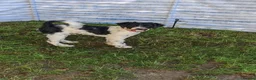 Tibetan Terrier dogs for sale: Young boy - Advert 3