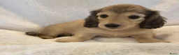 Miniature Dachshund dogs for sale: Longhair miniature dachshunds - Advert 9