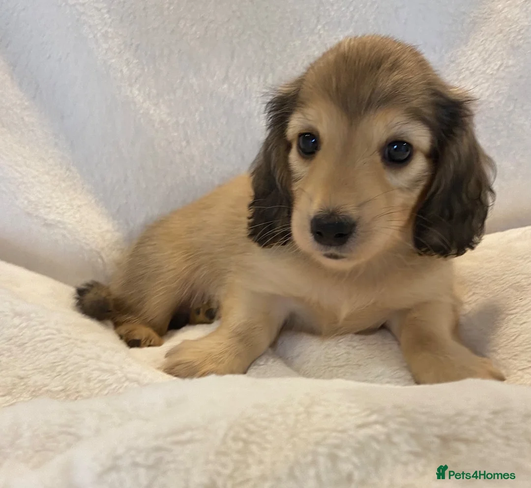 Miniature Dachshund dogs for sale: Longhair miniature dachshunds - Advert 9