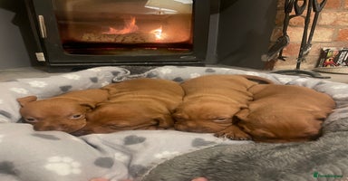 Hungarian Vizsla dogs 4 KC registered Hungarian Vizla Puppies for sale  - Advert 11