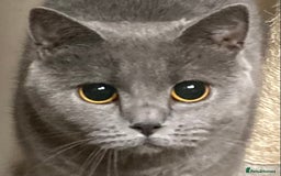 British Shorthair cats for sale: Retired breeding queen for calm, loving home - Image 8
