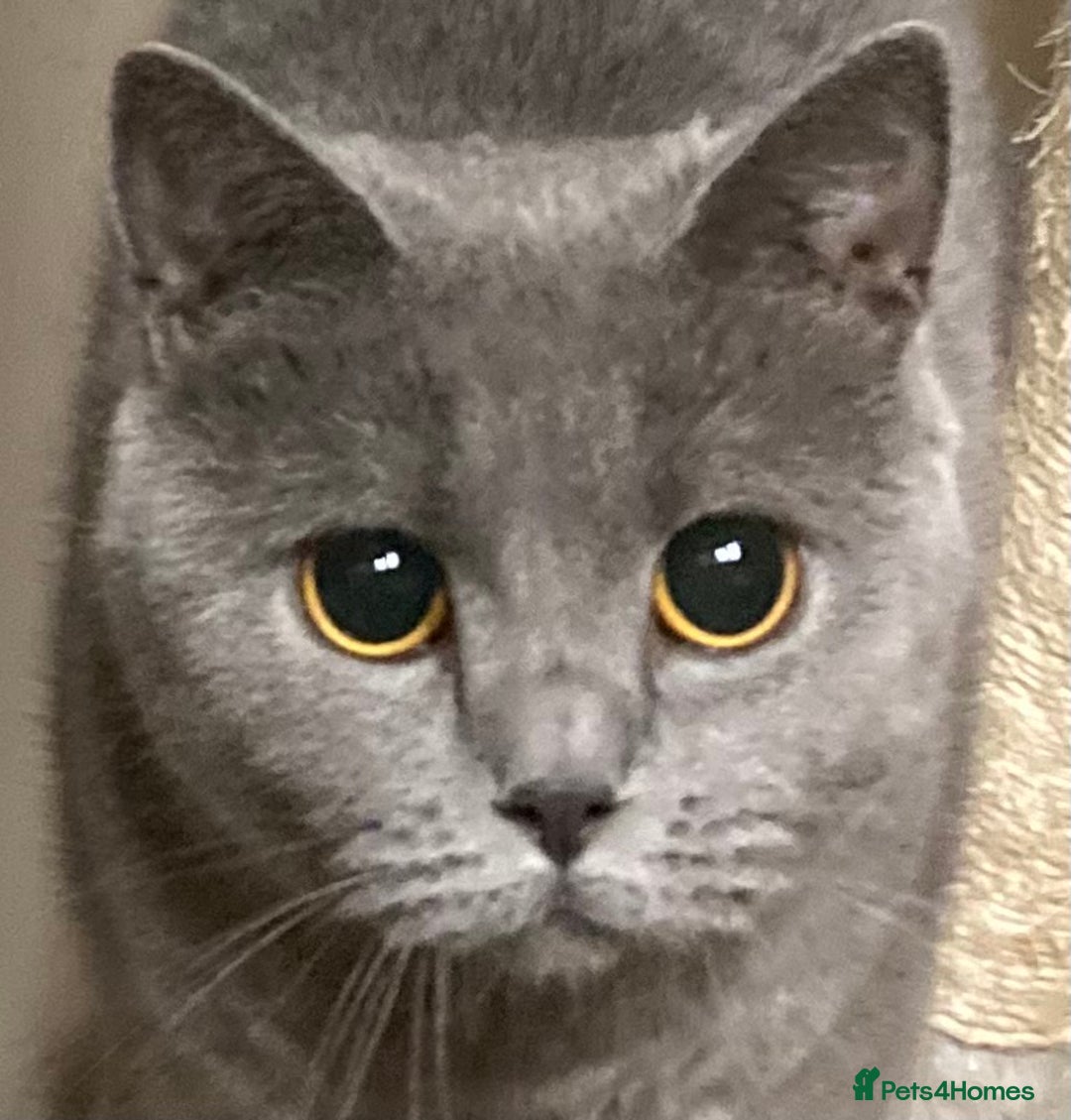British Shorthair cats for sale: Retired breeding queen for calm, loving home - Image 8