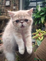 Exotic cats - Advert 1