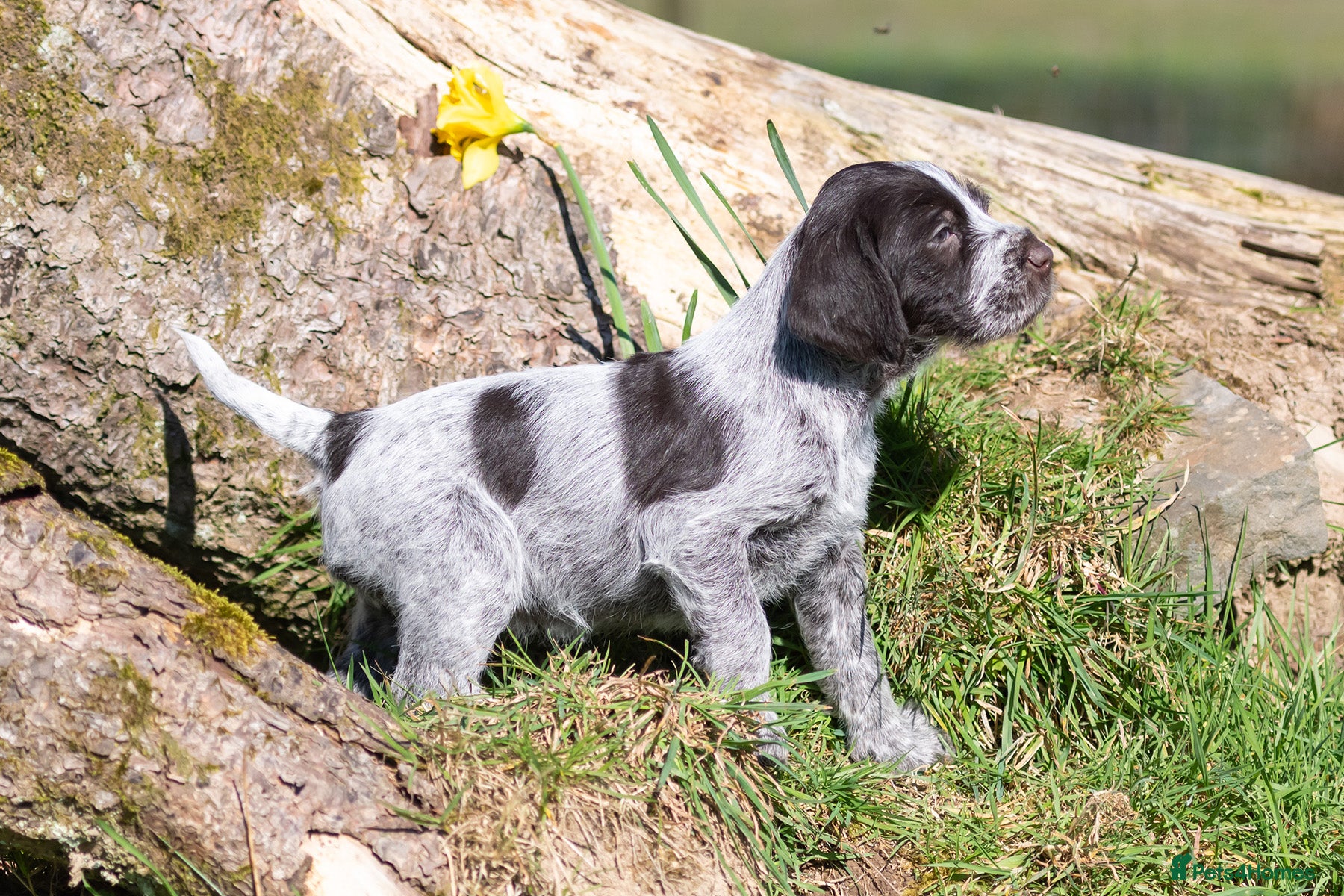German Wirehaired Pointer dogs HEALTH CHECKED + 1ST VACC GIVEN. KC REG GWP PUPS - Advert 14